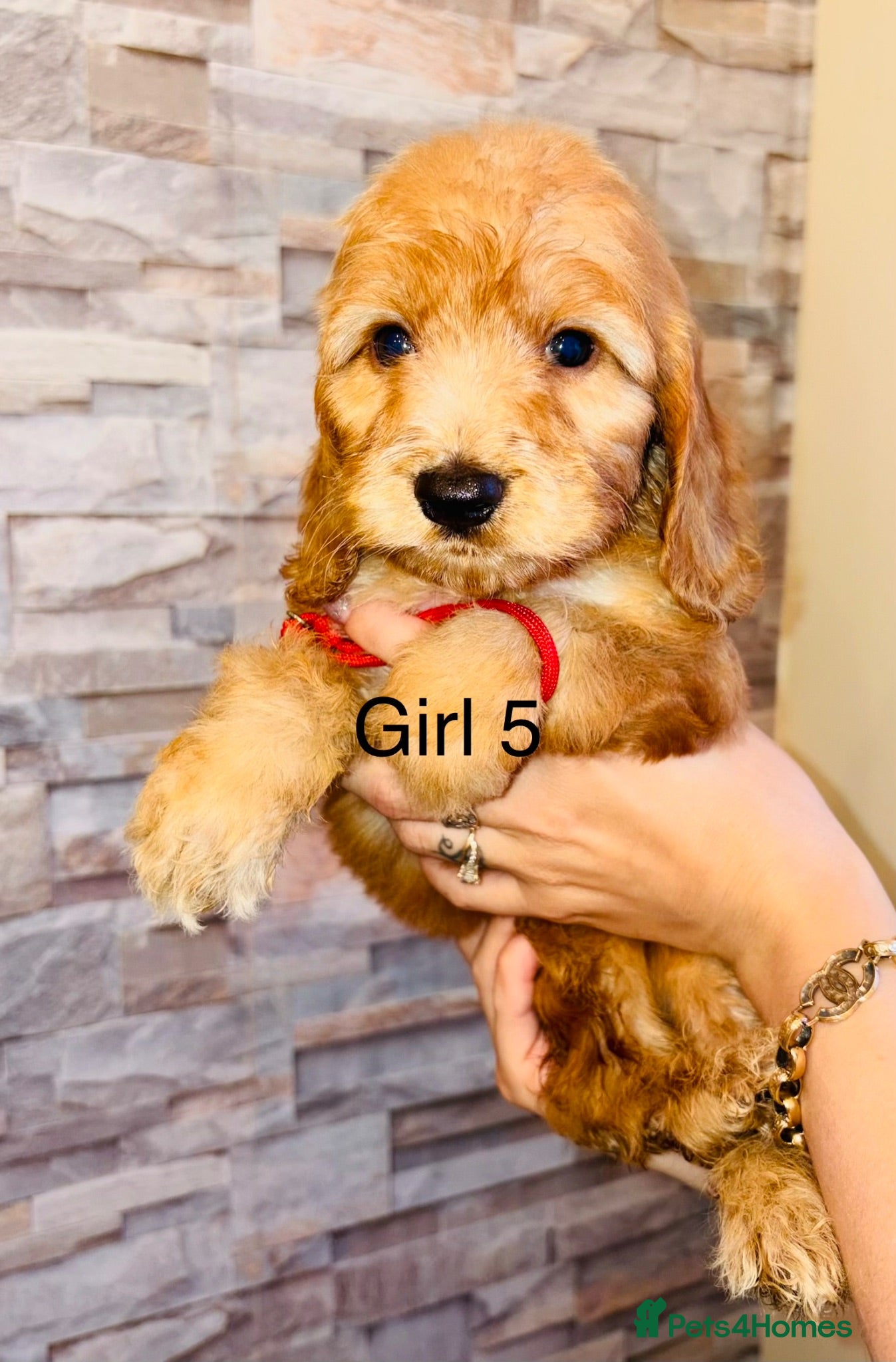 Cavapoo dogs Adorable Cavapoo puppies ready to leave  - Advert 16