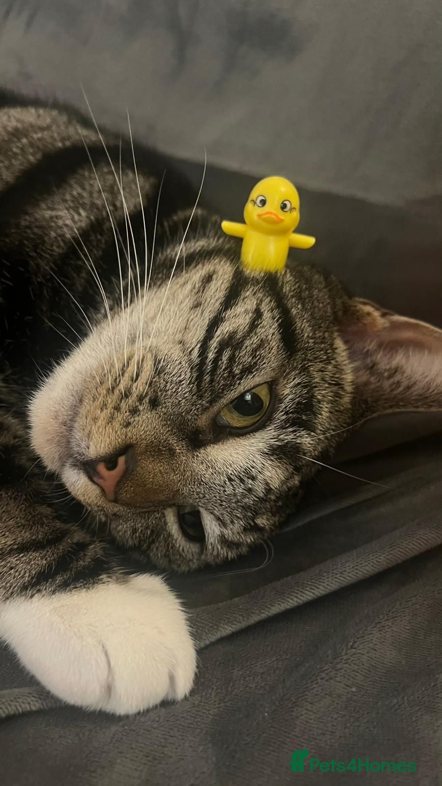 Mixed Breed cats Mixed breed handsome 3 year old cat - Advert 1