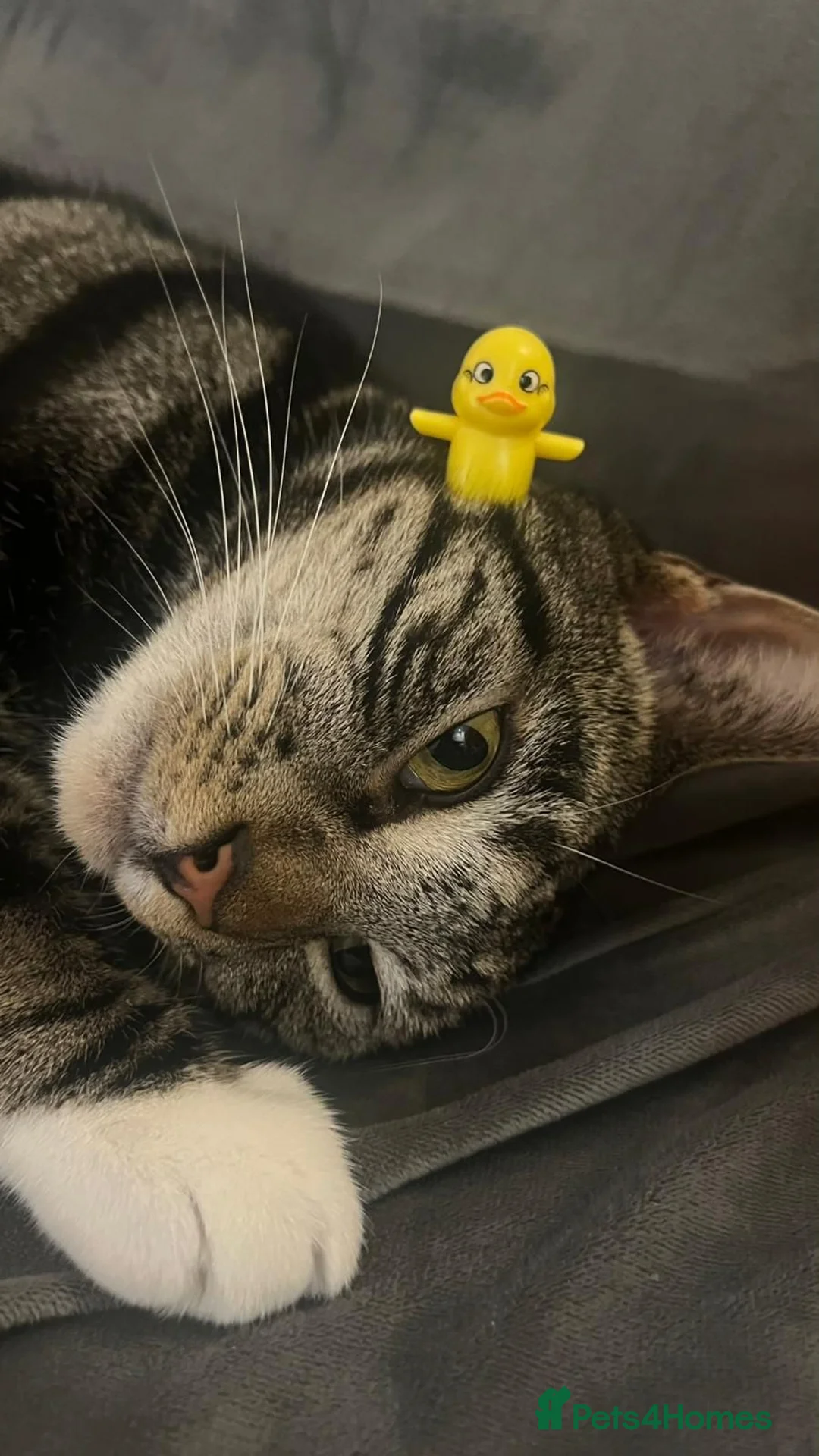 Mixed Breed cats for sale: Mixed breed handsome 3 year old cat - Advert 1