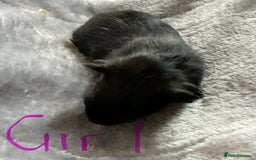 Guinea Pig rodents for sale: Mixed baby guinea pigs - Image 3
