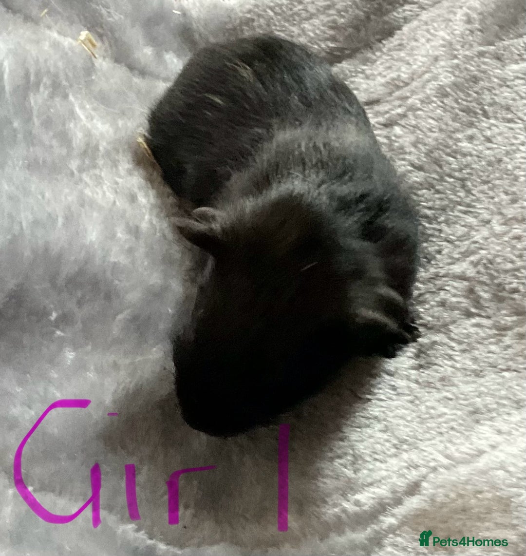 Guinea Pig rodents for sale: Mixed baby guinea pigs - Image 3