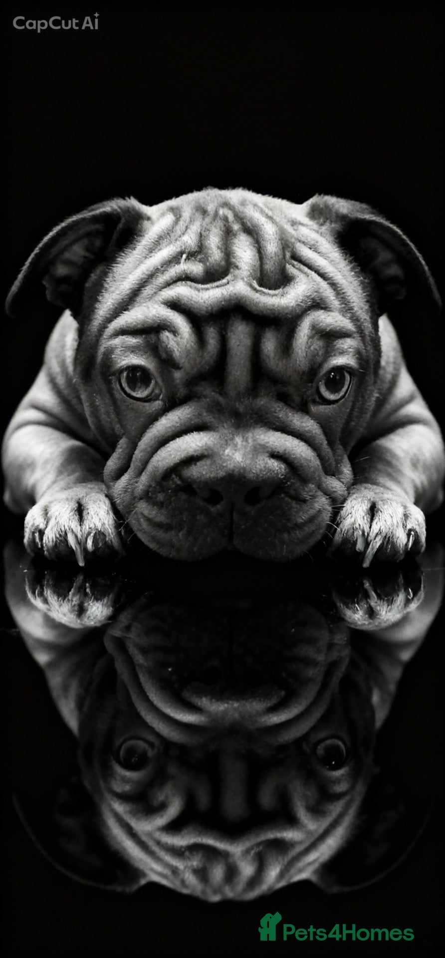 French Bulldog dogs 🐾Amazing French Bulldog Puppies🐾 - Advert 1