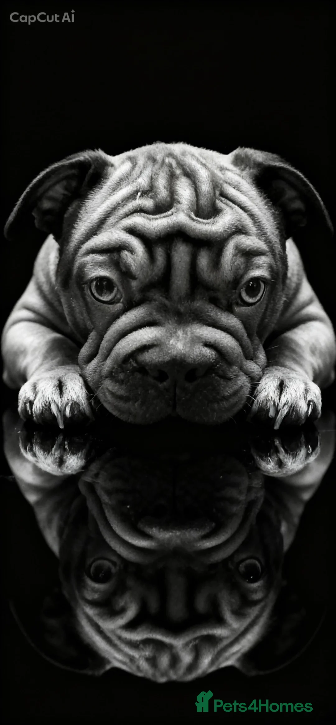 French Bulldog dogs for sale: 🐾Amazing French Bulldog Puppies🐾 - Advert 2