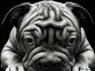French Bulldog dogs 🐾Amazing French Bulldog Puppies🐾 - Advert 1