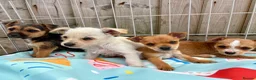 Mixed Breed dogs for sale: Jack Russell Cross Chorkie Puppies – Ready Now - Advert 7