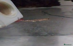 Gecko reptiles for sale: Mourning Gecko hatchlings. - Image 21