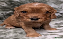 Cockalier dogs for sale: Stunning Health Tested Cockalier Puppies - Image 8