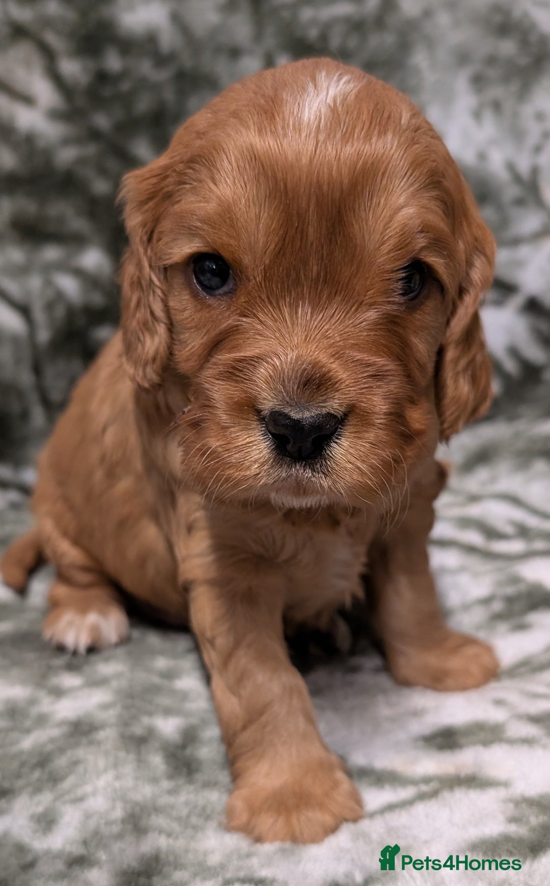 Cockalier dogs for sale: Stunning Health Tested Cockalier Puppies - Image 8