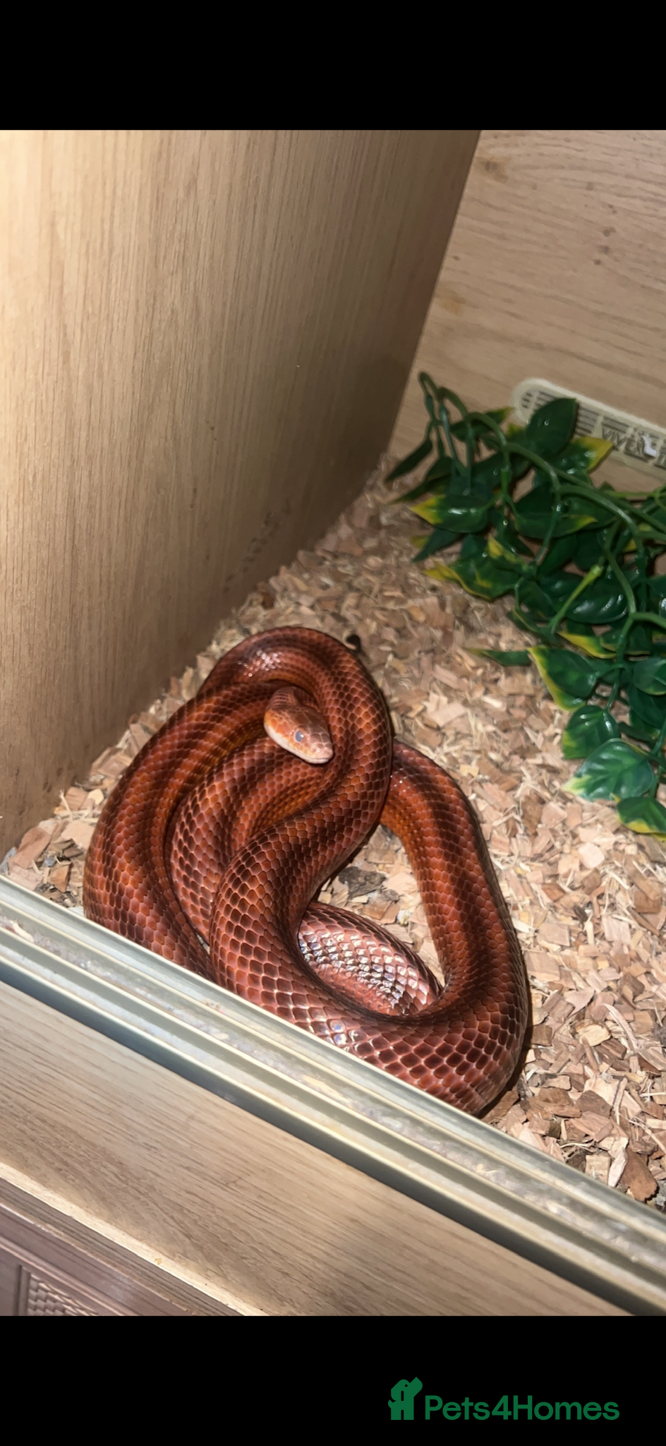 Corn Snake reptiles Red corn snake inc set up - Advert 4