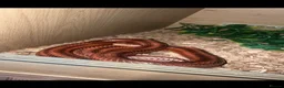Corn Snake reptiles for sale: Red corn snake inc set up - Advert 1