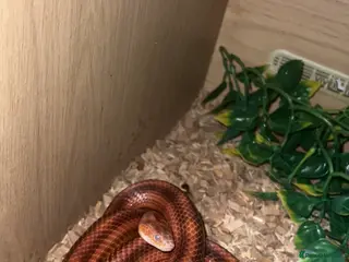 Corn Snake reptiles Red corn snake inc set up - Advert 4
