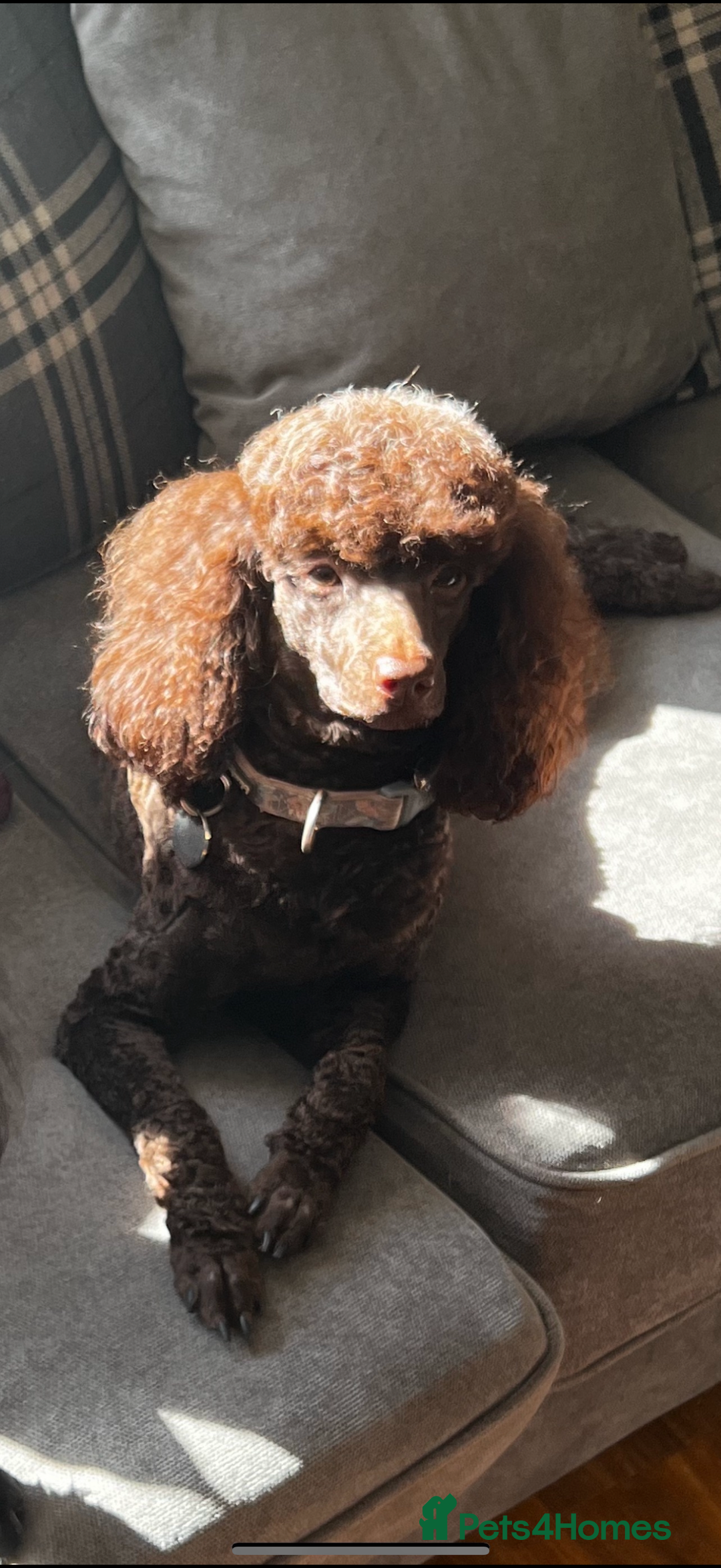Miniature Poodle dogs for sale: KC Registered Mini Poodles ❤️ - Image 2