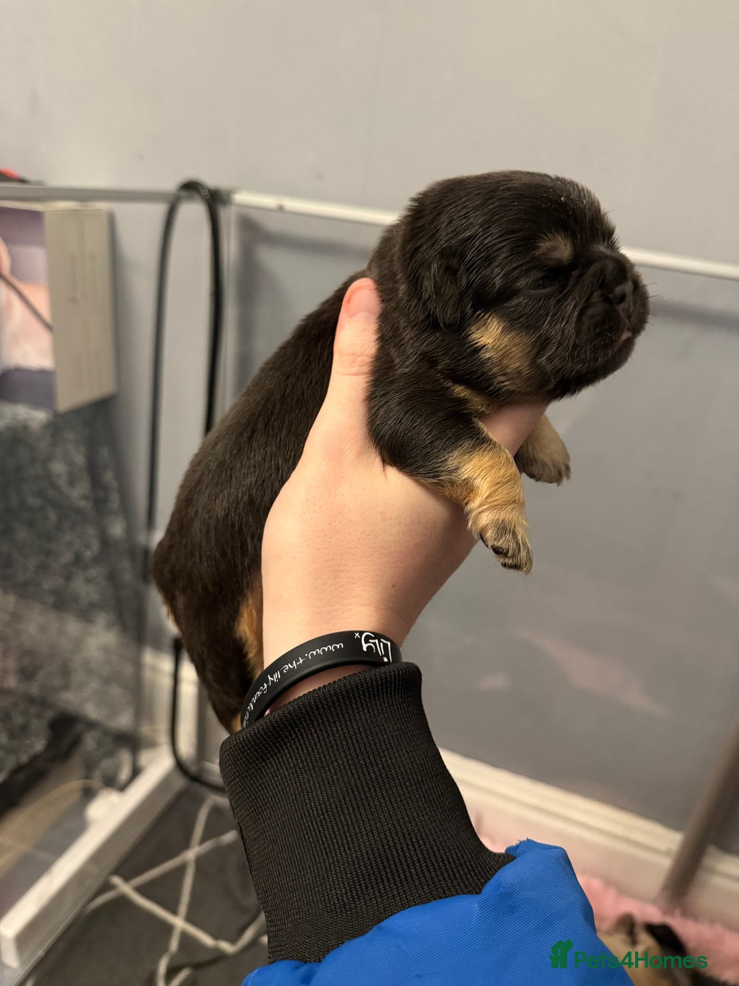 French Bulldog dogs for sale: Visual Fluffy French Bulldog Puppys - Advert 9