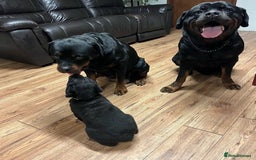 Rottweiler dogs for sale: Beautiful Purebred Rottweiler Puppies - Image 7