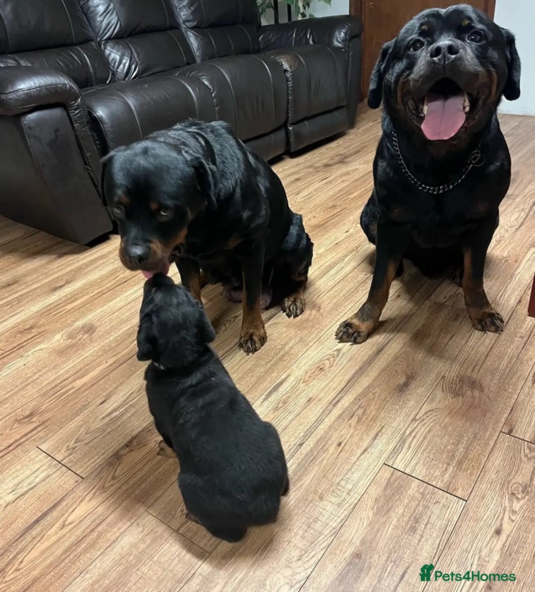 Rottweiler dogs for sale: Beautiful Purebred Rottweiler Puppies - Image 7