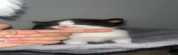 Mixed Breed cats for sale: 4 beautiful kittens  - Advert 9