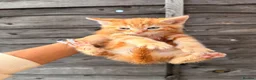 Mixed Breed cats for sale: 🐾GORGEOUS KITTENS LOOKING FOR THEIR 4EVER HOMES🐾 in Braintree - Advert 5