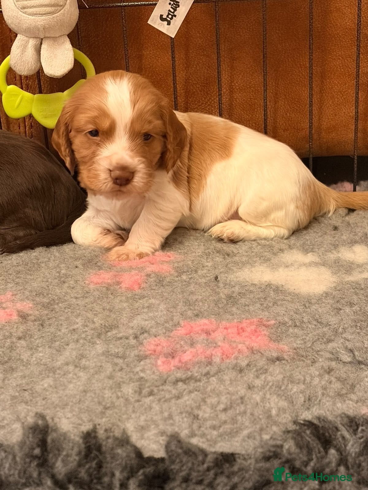 Cocker Spaniel dogs Beautiful Working Cocker Spaniel Puppies 🐾 - Advert 2