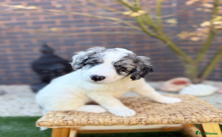 Bernedoodle dogs Micro/Miniature Bernedoodles - Advert 1