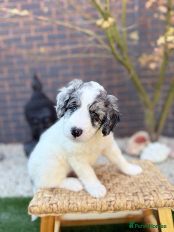 Bernedoodle dogs Micro/Miniature Bernedoodles - Advert 2