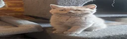 British Shorthair cats for sale: GCCF British Shorthair kittens  - Advert 10