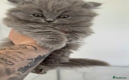 British Longhair cats for sale: British Longhair GCCF Registered  - Image 10