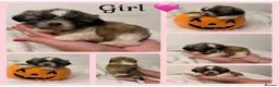 Shih Tzu dogs for sale: 9 beautiful Shih Tuz pups 🩷💙 - Advert 1