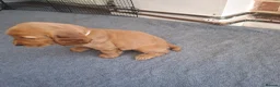 Cocker Spaniel dogs for sale: Adorable show type cocker spaniel puppies  - Advert 17