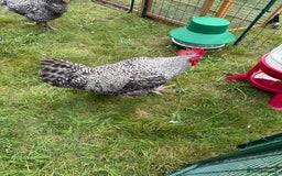 Chickens poultry for sale: French Silver Cuckoo Maran Cockerels - Image 2