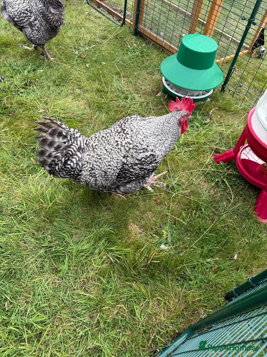 Chickens poultry for sale: French Silver Cuckoo Maran Cockerels - Image 2