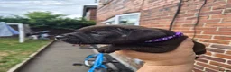 Staffordshire Bull Terrier dogs for sale: Staffordshire bull terrier pups in Leeds - Advert 38
