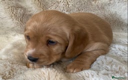 Cockerdor dogs for sale: Adorable f1 cockerdor puppies - Image 6