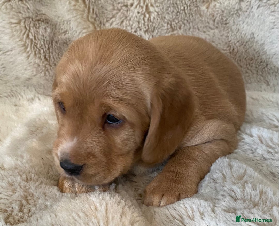 Cockerdor dogs for sale: Adorable f1 cockerdor puppies - Image 6