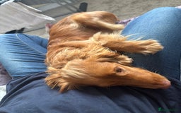 Mixed Breed dogs for sale: 10 month old cocker spaniel X red setter. - Image 3