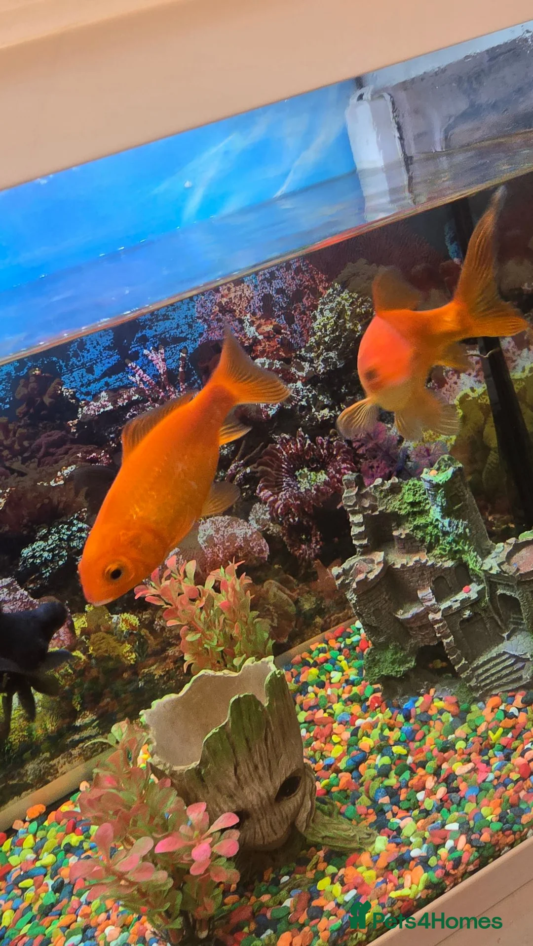 Fancy Goldfish fish for sale: 2 Black Moors & 2 Goldfish - Advert 2