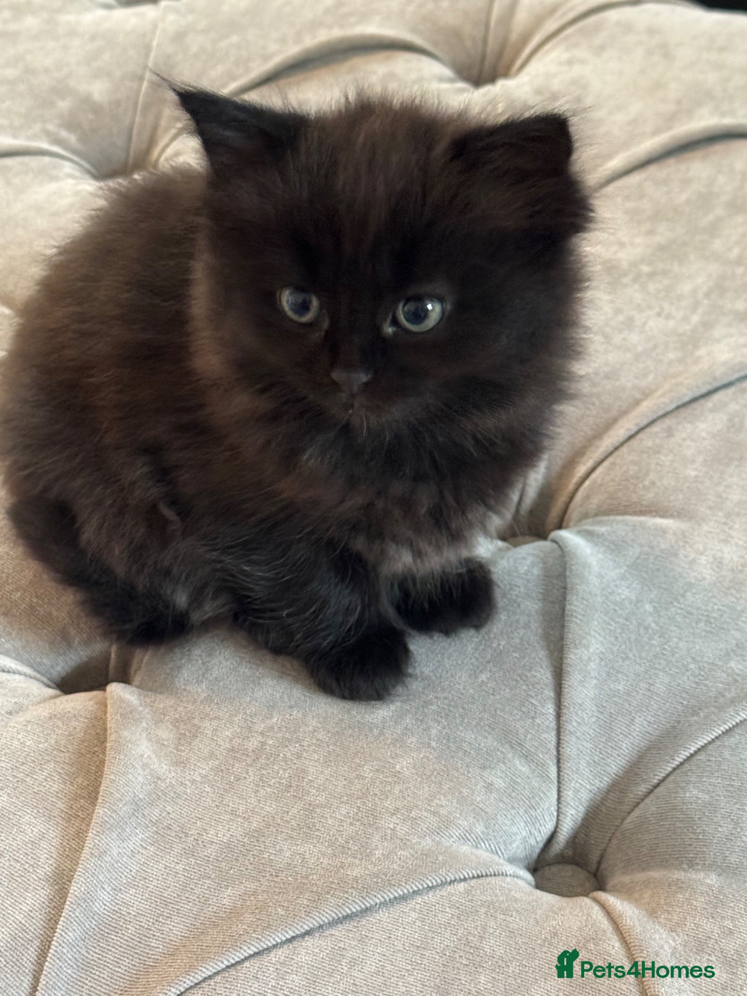 Ragdoll cats Stunning Ragdoll Kittens  - Advert 7