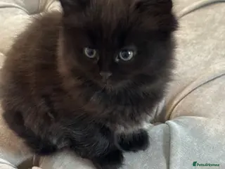 Ragdoll cats Stunning Ragdoll Kittens - Advert 7