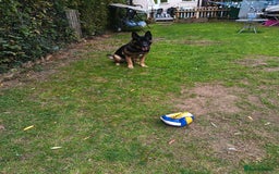 German Shepherd dogs for stud: German Shepherd boy for stud - Image 5