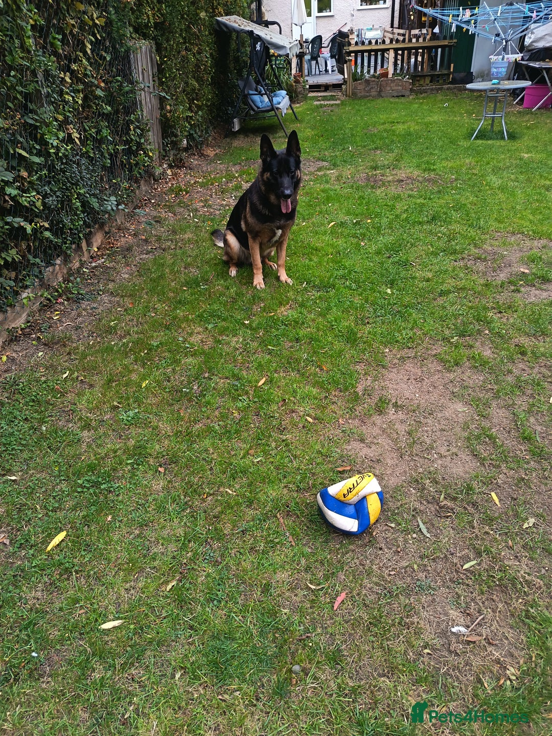 German Shepherd dogs for stud: German Shepherd boy for stud - Image 5