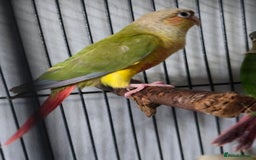 Conures birds for sale: pineapple Conures - Image 2
