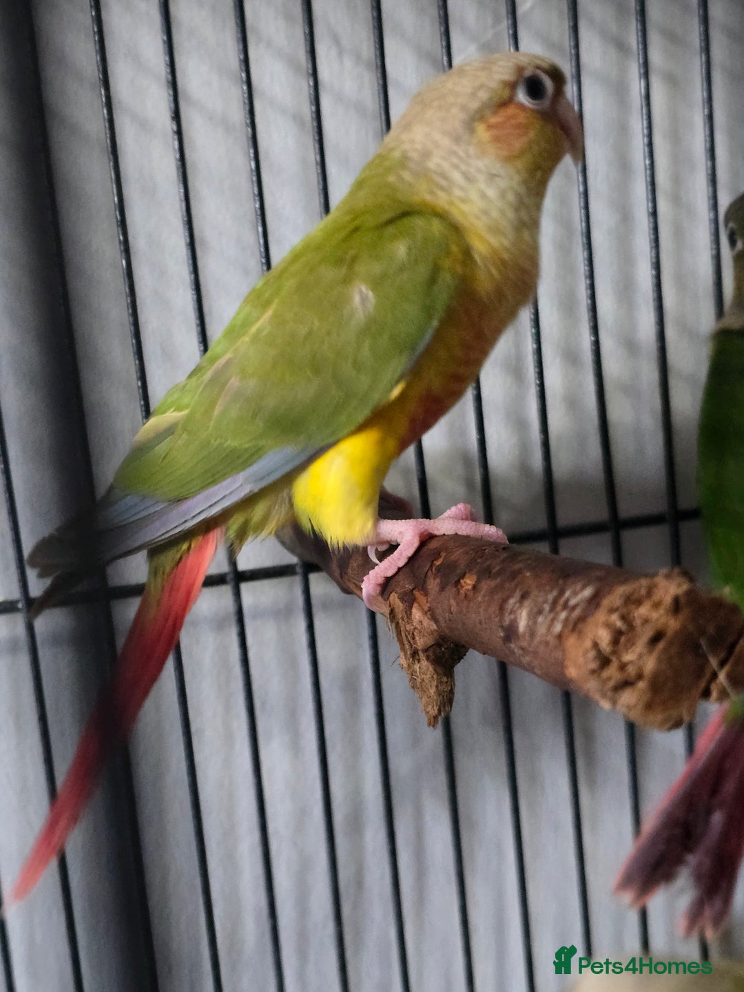 Conures birds for sale: pineapple Conures - Image 2