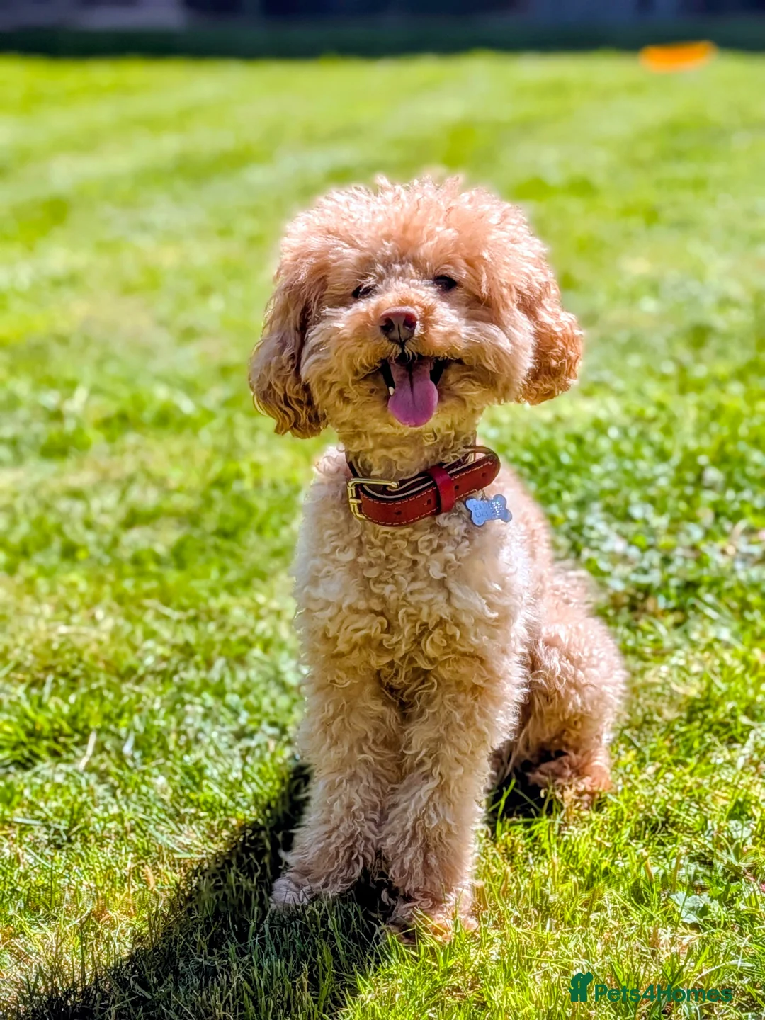 Toy Poodle dogs for stud: K.C. Registered Gentle Proven Stud - Advert 2