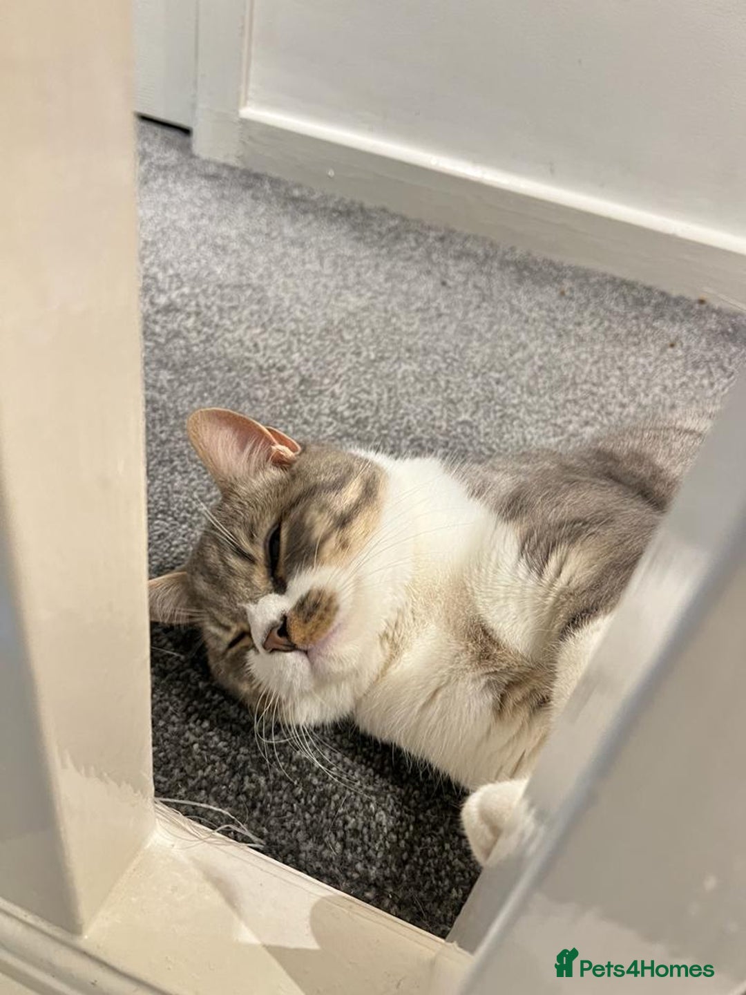 British Shorthair cats for sale: Male british shorthair 2.5 years old indoor only - Advert 5