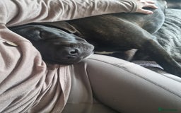 Mixed Breed dogs for sale: 8 month old corso x - Image 2