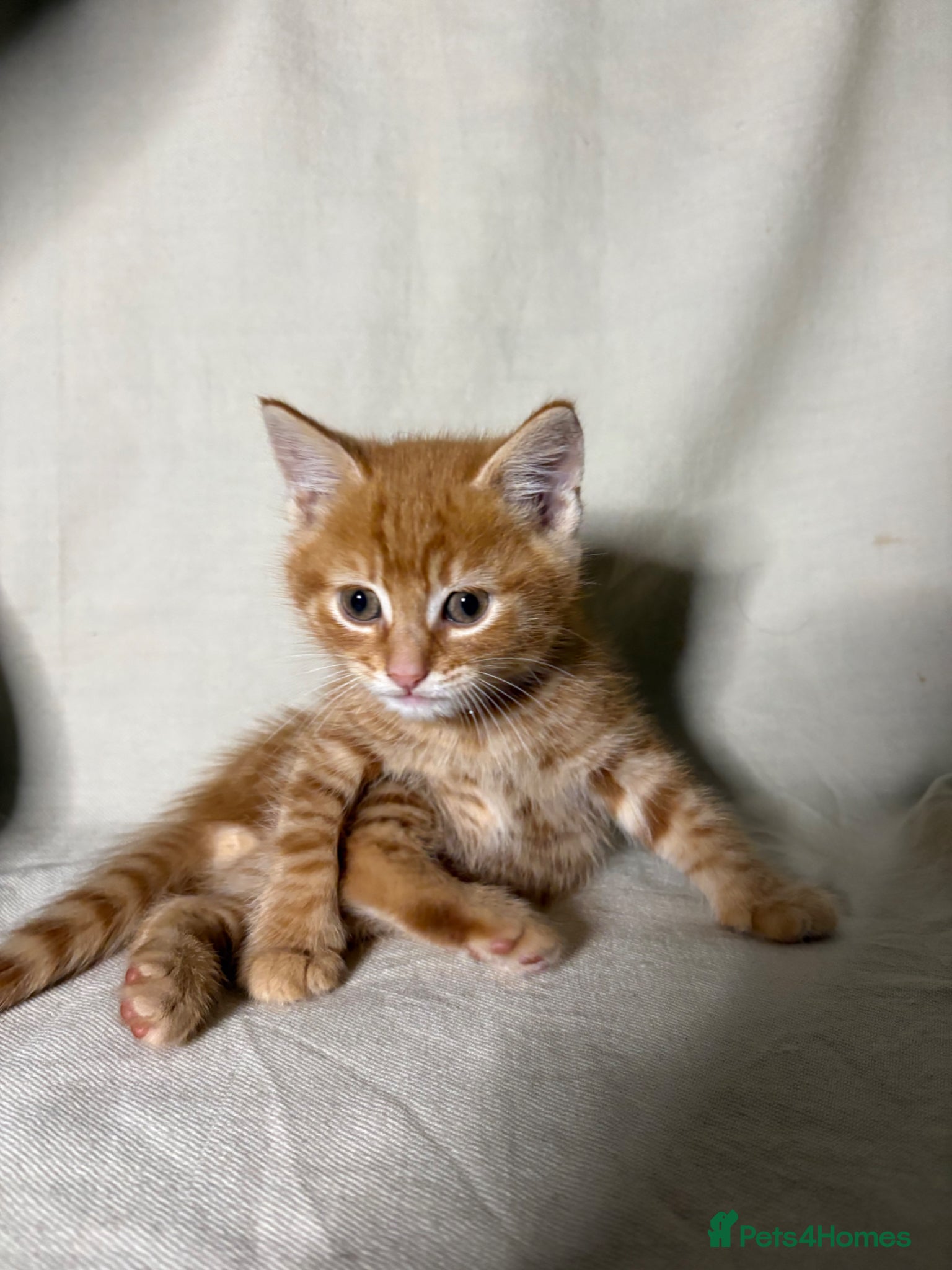 Mixed Breed cats 5 kittens ready to leave (CHECK PRICES BELOW!!!) - Advert 9