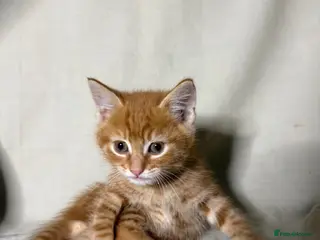 Mixed Breed cats 5 kittens ready to leave (CHECK PRICES BELOW!!!) - Advert 13