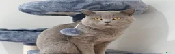 Mixed Breed cats for sale: British blue shorthair crossed tabby female    - Advert 5