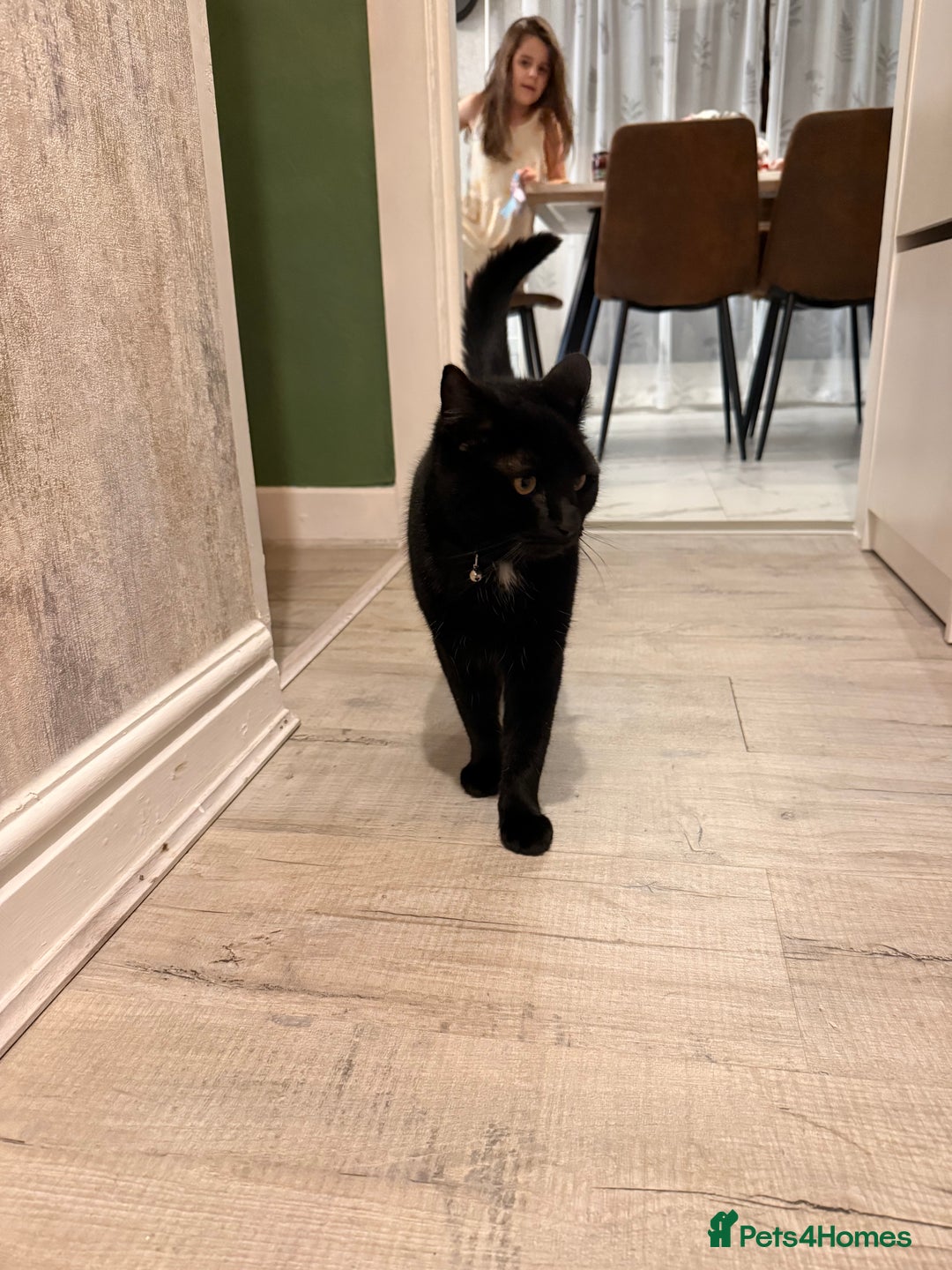 Balinese cats for sale: Cat for sale - Advert 5