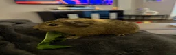 Guinea Pig rodents for sale: 2 beautiful baby boy guinea pigs  - Advert 5