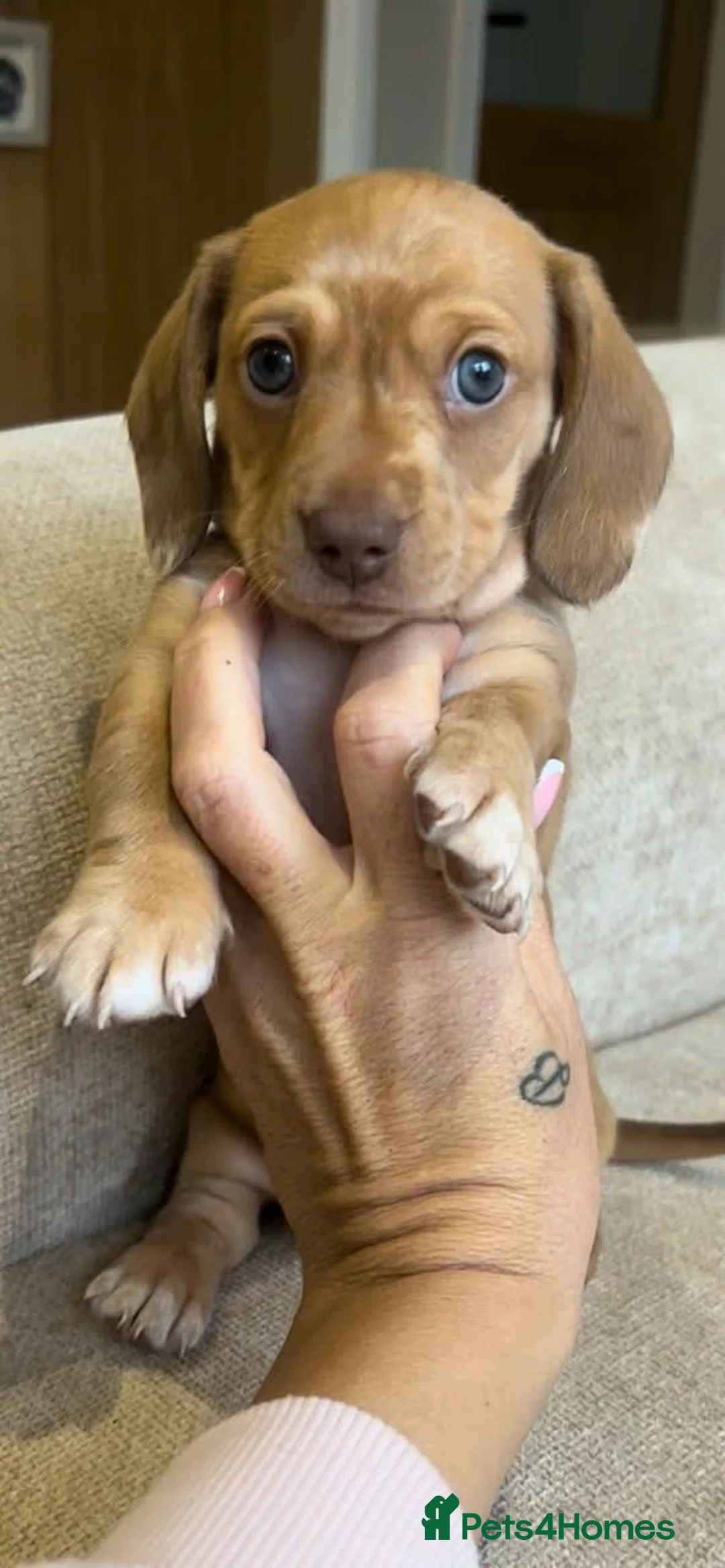 Miniature Dachshund dogs for sale: Male Minature Dachshund  - Advert 3